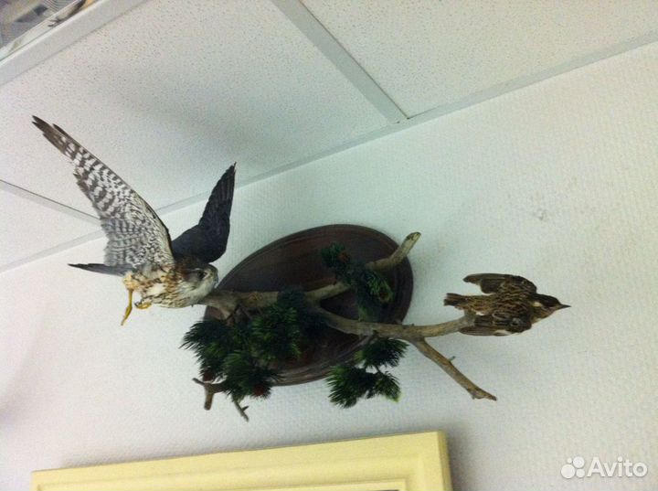 Чучело вальдшнепа