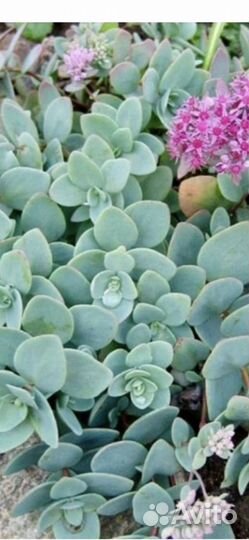 Очиток Эверса