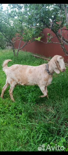 Англо нубийские козы дойные