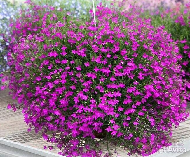 Лобелия вегетативная