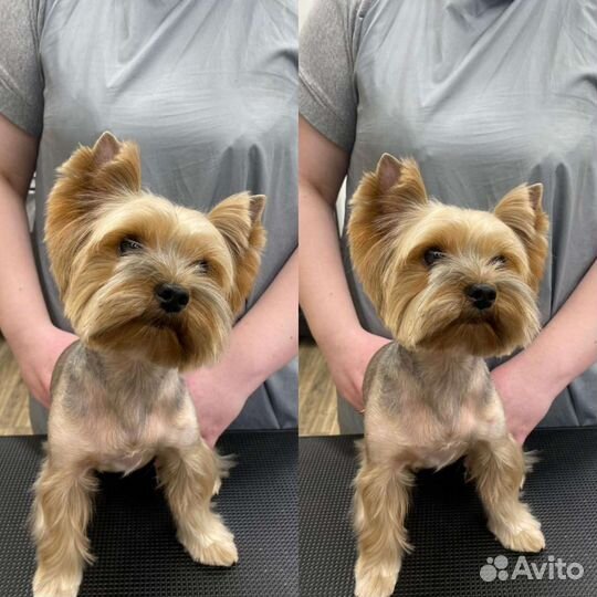 Груминг / Стрижка собак и кошек / Академический