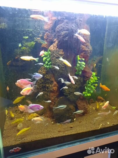 Аквариум с тумбой 110 литрв