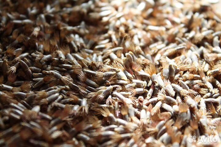 Василек семена