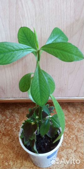 Цветы комнатные