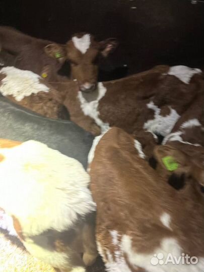 Отборные телята бычки быстрая доставка