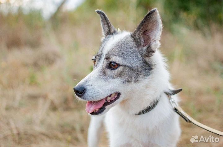 Небольшая собака из приюта в добрые руки бесплатно