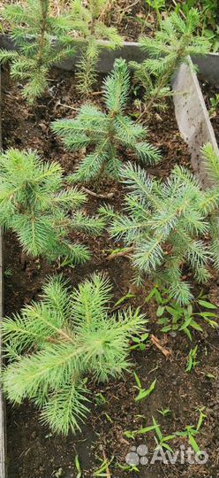 Голубая ель (саженцы)