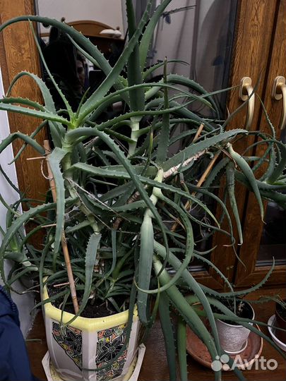 Алоэ большие и отростки, можно ветки