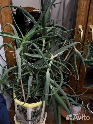 Алоэ большие и отростки, можно ветки