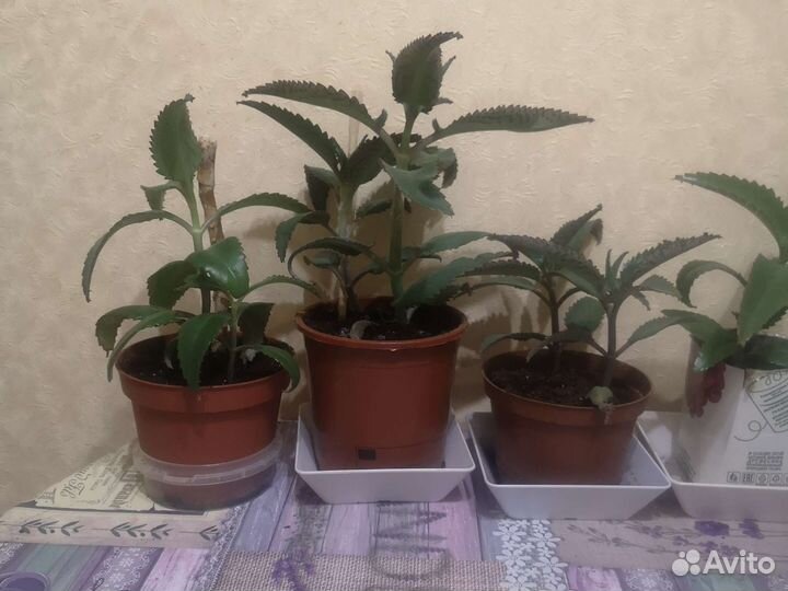 Алоэ столетник каланхоэ