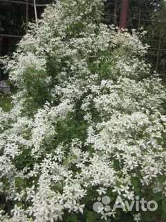 Клематис мелкоцветковый