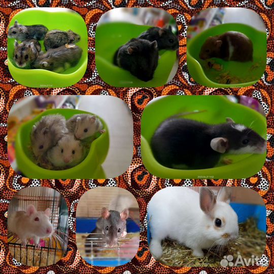 Попугай корелла, волнистики, мышки