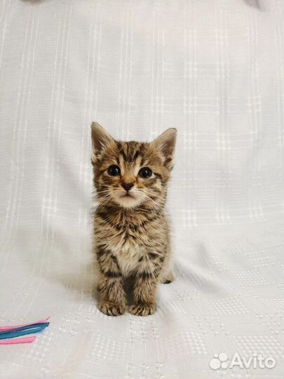 Два маленьких котенка в добрые руки