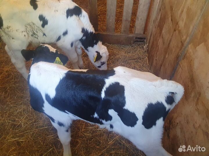 Бычки и быки мясного направления