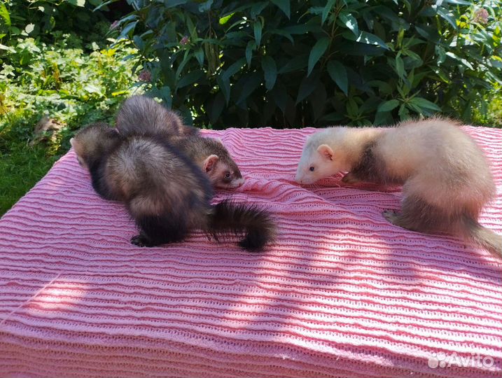 Хорек. Доставка. Ветпаспорт