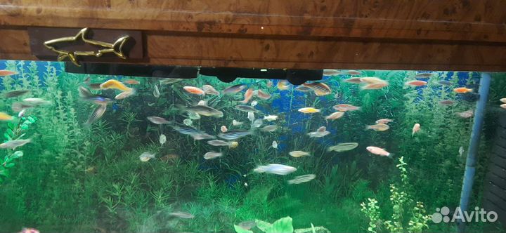 Рыбки Данио