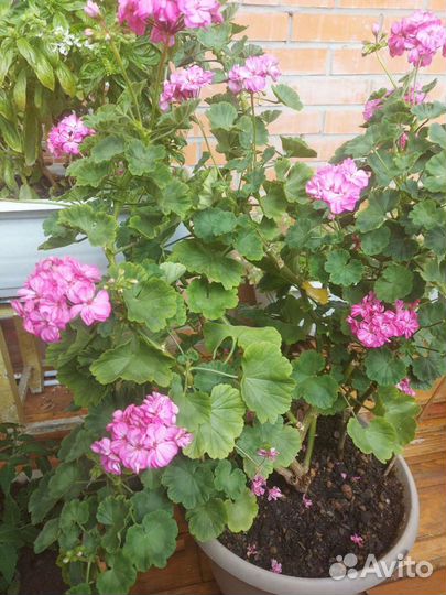 Герань Пеларгония Pac Spanish wine rose