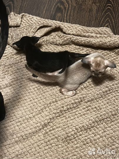 Ориентальные котята