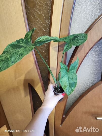 Сингониум моттлед