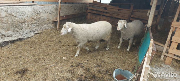 Бараны линкольн,мериноланд