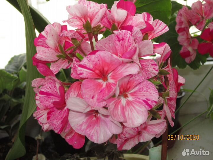 Фуксия сорт loco silk и Dollar Princess