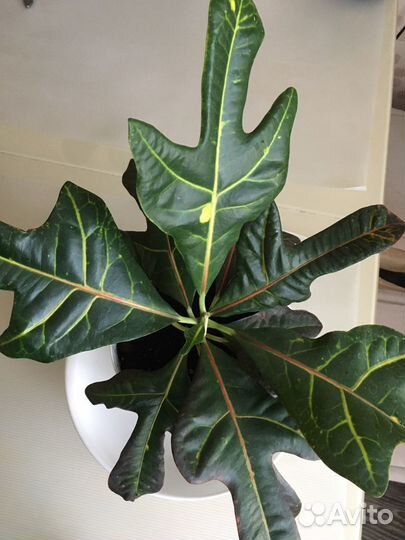 Кротон экселент