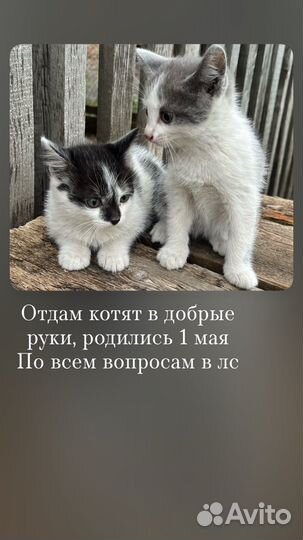 Котята