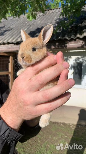 Кролики.Крольчата