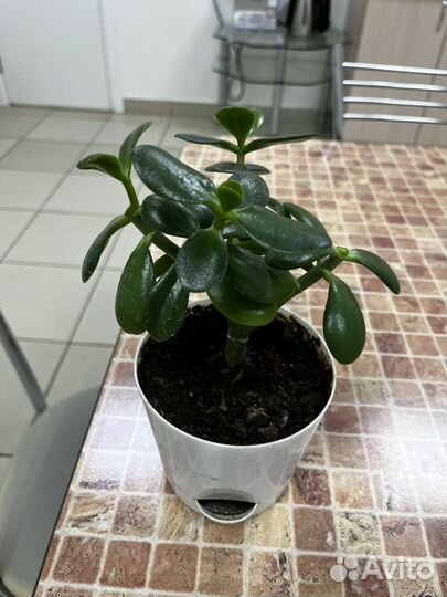 Денежное дерево Толстянка