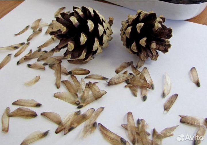Семена ели на заказ