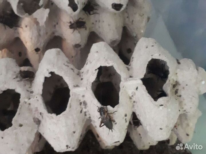 Кормовые насекомые