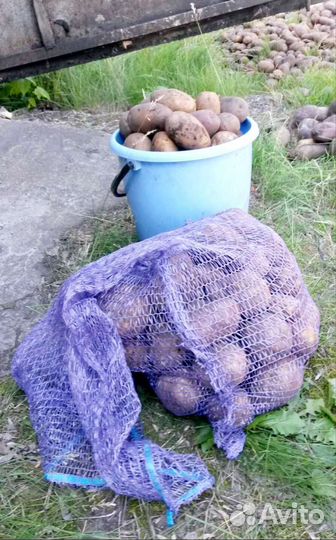 Продам картофель