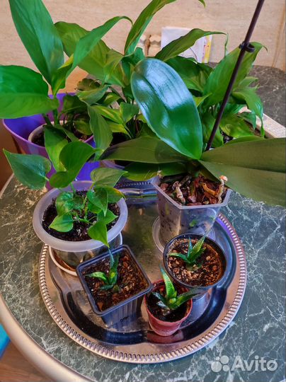 Комнатные цветы