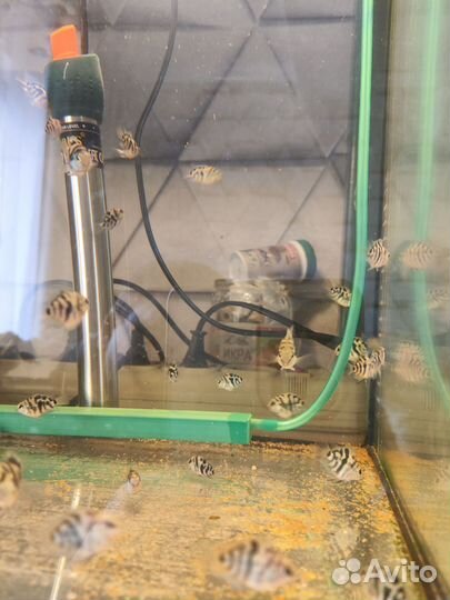 Малек Попугай сапфировый