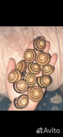 Палочники, тараканы, улитки, аквариуманя трава