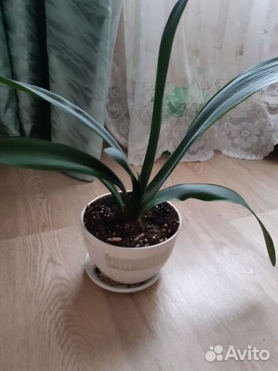 Цветок кливия