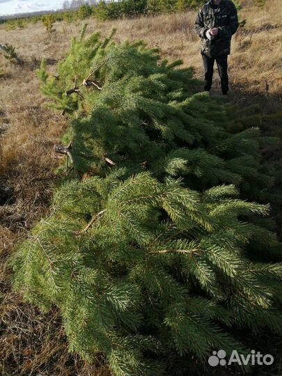 Елка. Сосна рождественская, новогодняя