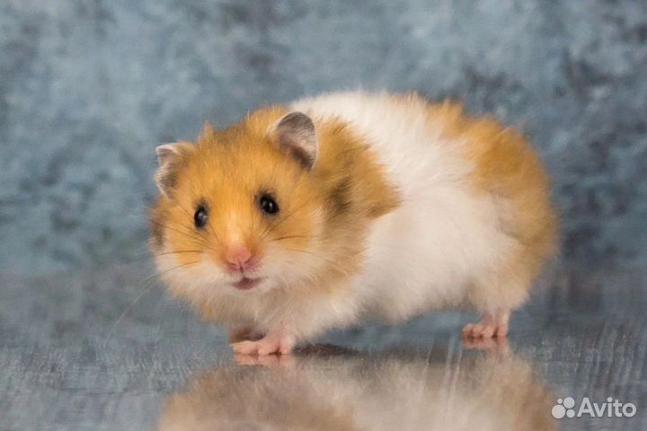 Сирийские Ангорские Умные Хомяки Джунгарики Клетки
