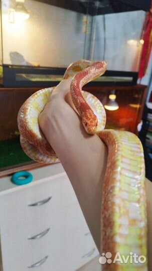 Змея маисовый полоз с террариумом