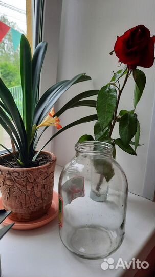 Бонки 3 литровые стеклянные 300 шт