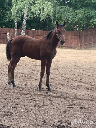 Детская лошадка