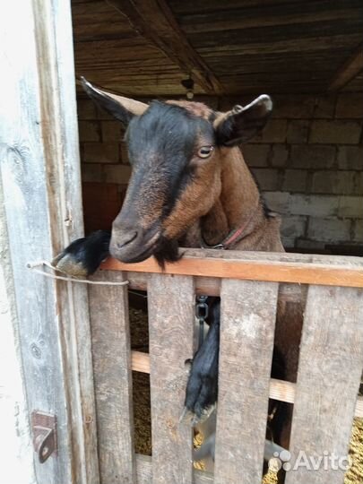 Чешские козы