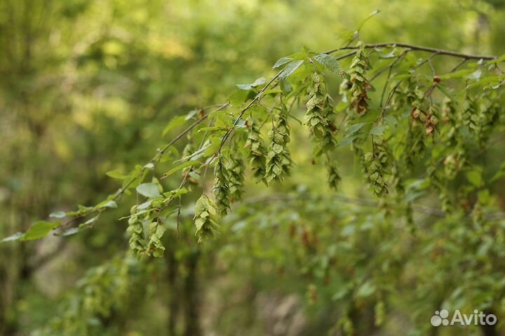 Граб восточный, семена