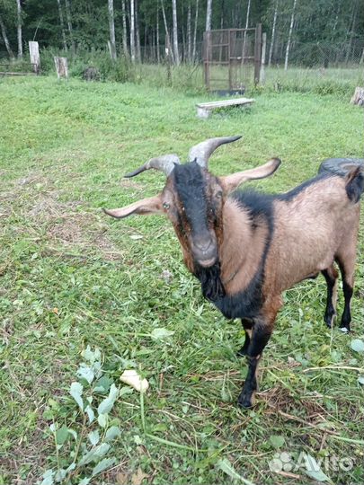 Вязка козел