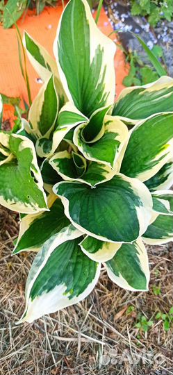 Хоста. Рассада