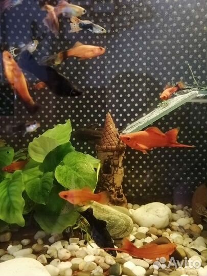 Аквариумные рыбки