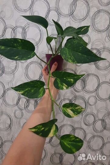 Домашние комнатные растения, цветы. Часть 1