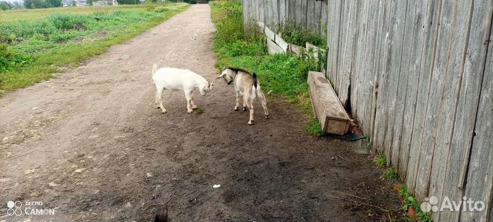 Айширская корова