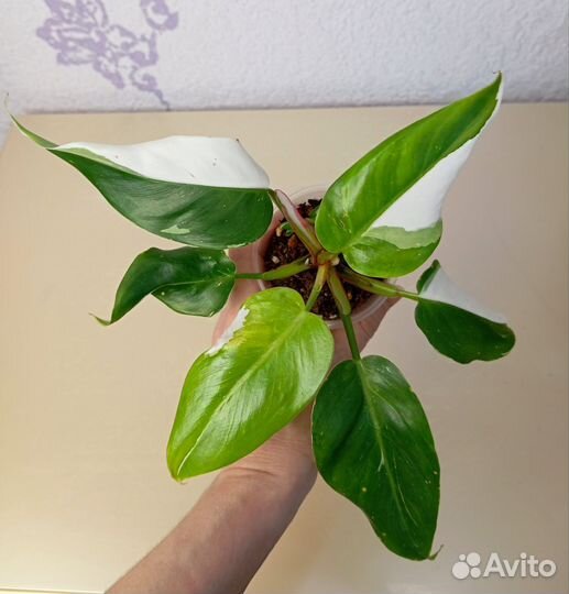 Филодендрон белая принцесса
