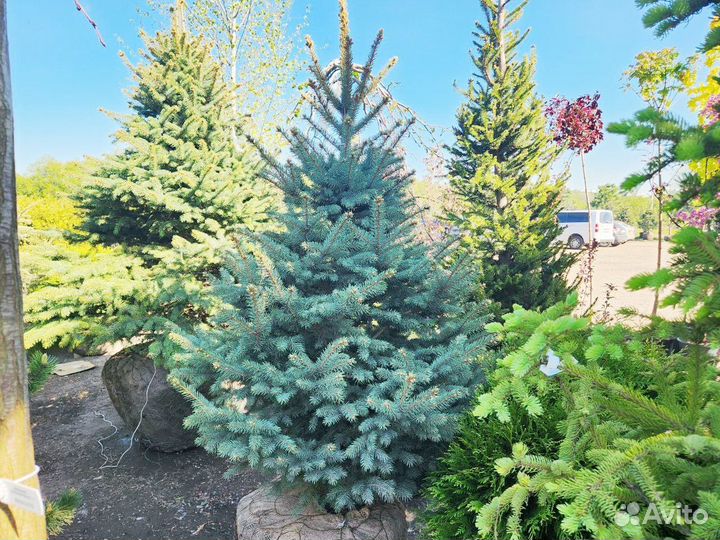 Ель голубая глаука